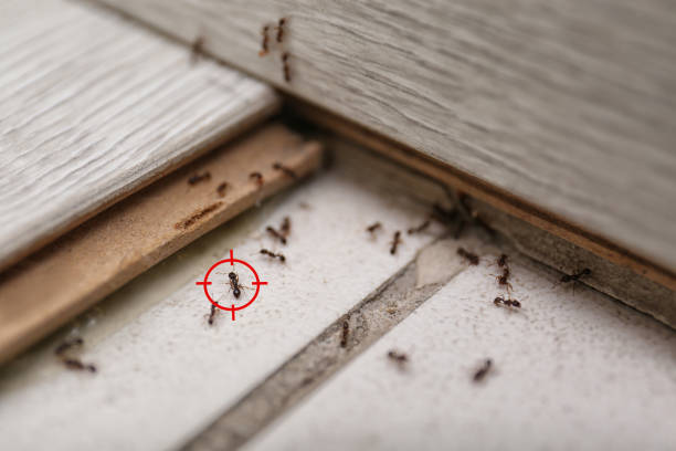 Best Local Pest Control Services  in Fort Lauderdale, FL